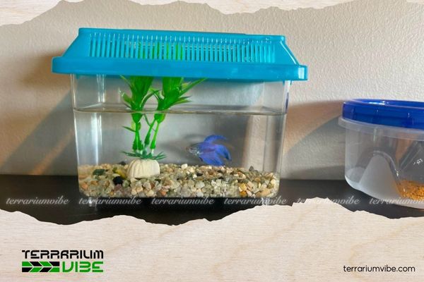 How to build a budget-friendly aquascape that still looks stunning 4 Long-term aquascaping: When you’re ready to level up