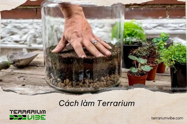 Hướng dẫn cách làm Terrarium đơn giản tại nhà cho người mới bắt đầu 1 Terrarium là một dạng tiểu cảnh cây xanh mini