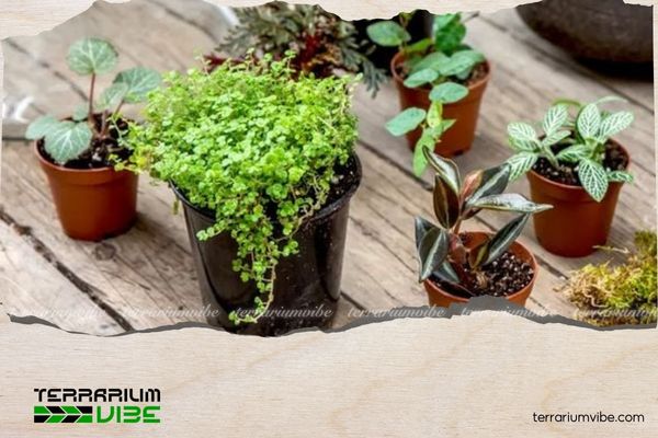 Hướng dẫn cách làm Terrarium đơn giản tại nhà cho người mới bắt đầu 4 Một số loại cây trồng cho Terrarium