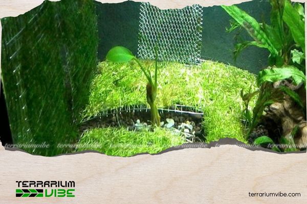 4 bước thực hành cách làm tường rêu thủy sinh cho người mới 2 Nguyên liệu làm tường rêu thủy sinh