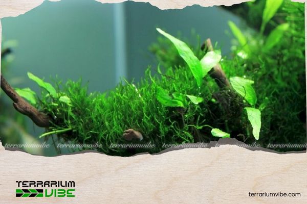 4 bước thực hành cách làm tường rêu thủy sinh cho người mới 4 Lưu ý để có tường rêu ưng ý