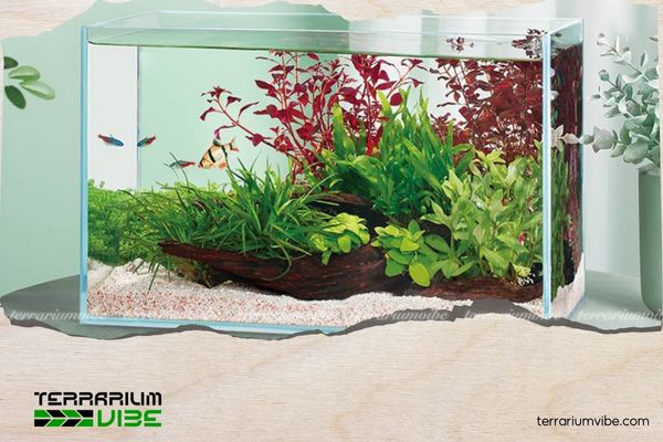 Hướng dẫn cách sử dụng bình CO2 cho hồ thuỷ sinh hiệu quả từ A-Z 4 Một số lưu ý về cách sử dụng bình CO2 cho hồ thủy sinh