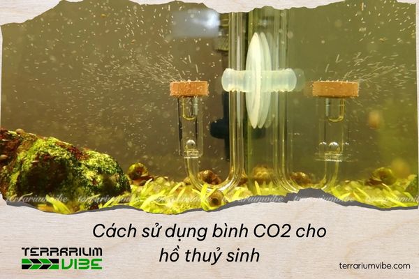 Cách sử dụng bình CO2 cho hồ thuỷ sinh
