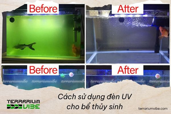 A detailed guide on how to use UV light for aquariums and important considerations 1 How to use UV light for aquariums to kill bacteria and harmful algae