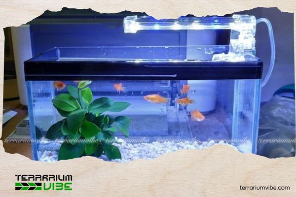 A detailed guide on how to use UV light for aquariums and important considerations 2 Running the UV light 24/7, which damages beneficial microorganisms