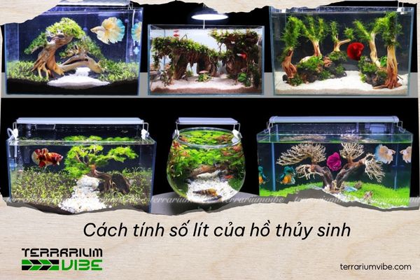 Cách tính số lít của hồ thủy sinh
