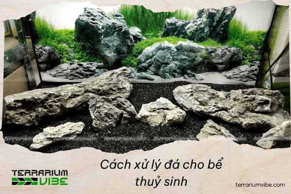Cách xử lý đá cho bể thuỷ sinh để tạo nền tự nhiên và sạch đẹp 1 Điều gì sẽ xảy ra nếu bỏ qua bước xử lý đá