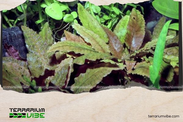 Cây tiêu thảo tím 1 Thông tin tổng quan về cây tiêu thảo tím