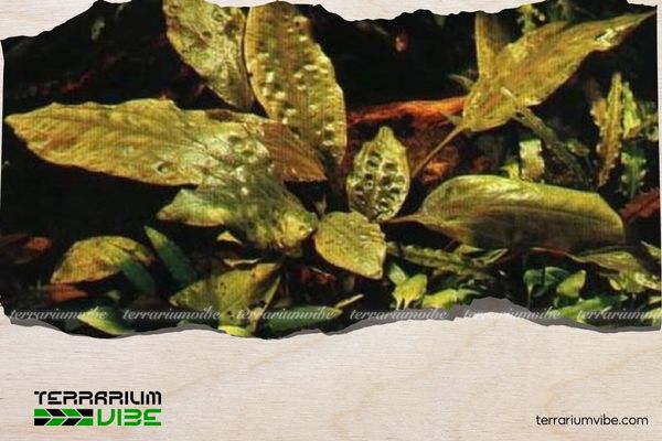 Cây tiêu thảo tím 2 Môi trường sống của cây tiêu thảo tím