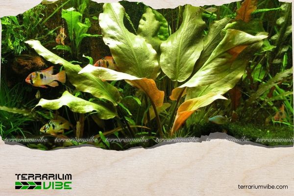 Cây tiêu thảo tím 3 Đặc điểm của cây tiêu thảo tím trong terrarium