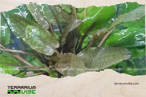 Cây tiêu thảo tím 4 Mẹo chăm sóc cây tiêu thảo tím trong terrarium