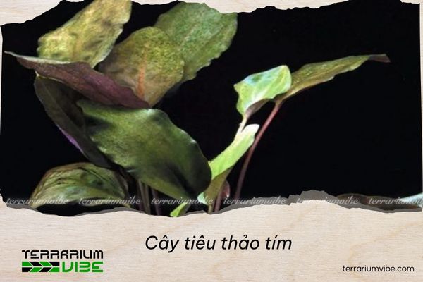 cay-tieu-thao-tim Cây tiêu thảo tím