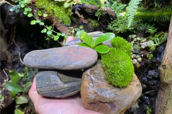 Đá cuội 5 Quy trình làm sạch đá Cuội trước khi trang trí hồ cạn