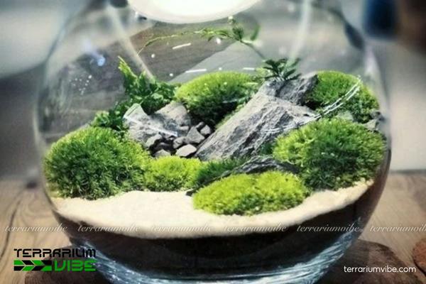 Đá cuội vân mây 4 Ứng dụng của đá cuội vân mây trong làm terrarium và thủy sinh