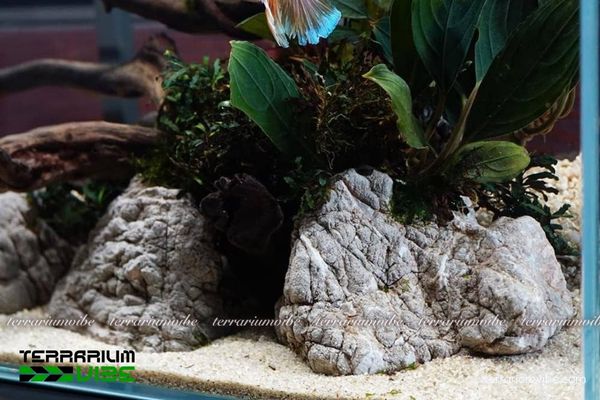 Đá da voi 3 Đặc tính của đá da voi trong làm tiểu cảnh