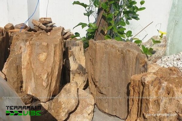 Đá gỗ hóa thạch 2 Nguồn gốc và sản phẩm đá gỗ hóa thạch trên thị trường