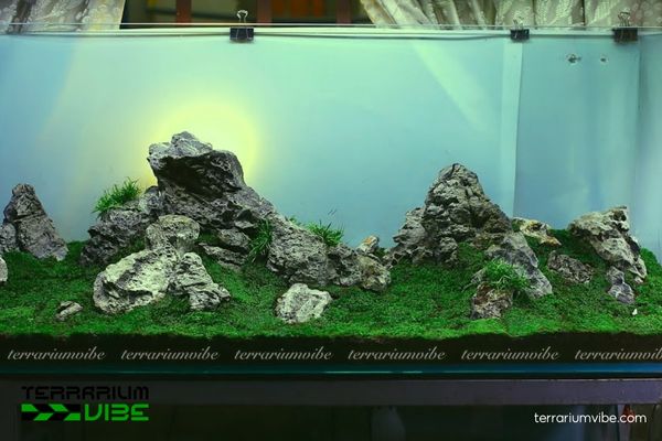 Đá tai mèo 3 Công dụng của đá tai mèo trong làm tiểu cảnh, thủy sinh