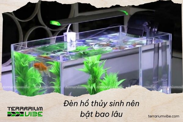 How long aquarium lights should be on to ensure stable growth and prevent algae 1 How long aquarium lights should be on daily during setup