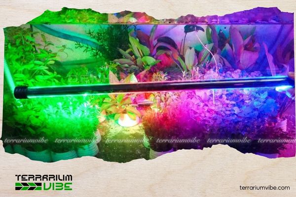 Đèn Led RGB thủy sinh là gì và những điều bạn cần biết 2 Ảnh hưởng của đèn Led RGB đến sự phát triển của cây thủy sinh