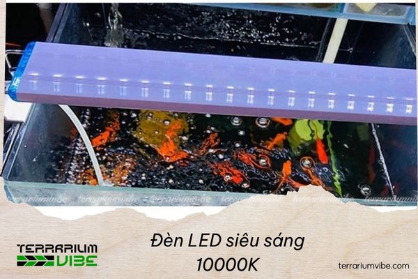 Top 6 high intensity 10000K LED aquarium lights and how to choose the right one for your aquascape 1 Key factors when choosing high intensity 10000K LED aquarium lights