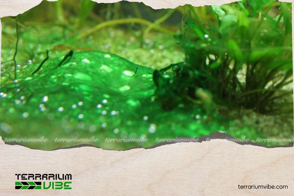 Phương pháp diệt rêu nhớt xanh đơn giản, hiệu quả cho bể thủy sinh 3 Cách xử lý khi rêu bắt đầu lan rộng trong bể