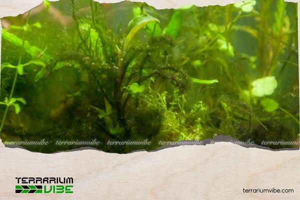 Phương pháp diệt rêu nhớt xanh đơn giản, hiệu quả cho bể thủy sinh 4 Cách diệt rêu nhớt xanh khi bể bị nhiễm nặng