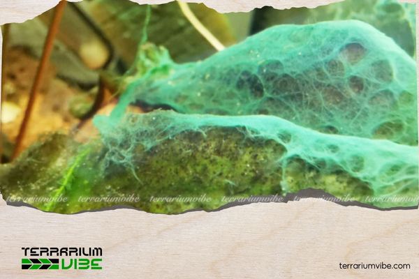 Phương pháp diệt rêu nhớt xanh đơn giản, hiệu quả cho bể thủy sinh 5 Làm sao để rêu nhớt xanh không quay trở lại