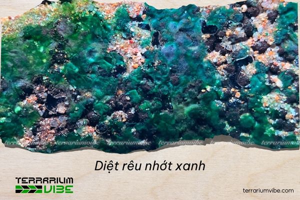 Diệt rêu nhớt xanh