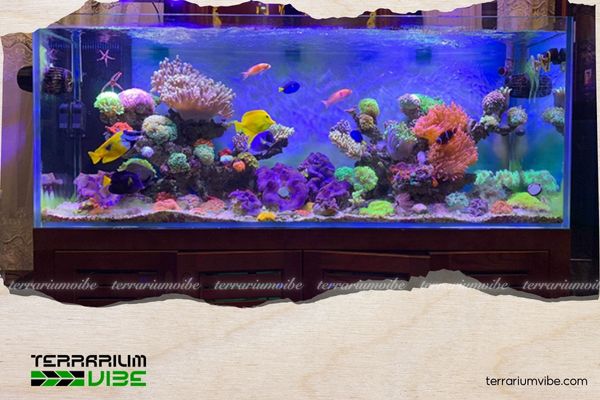 1m2 Aquarium Price: A Practical Guide to Choosing the Right Tank for Your Space 2 Giá hồ thủy sinh 1m2 phụ thuộc vào nhiều yếu tố