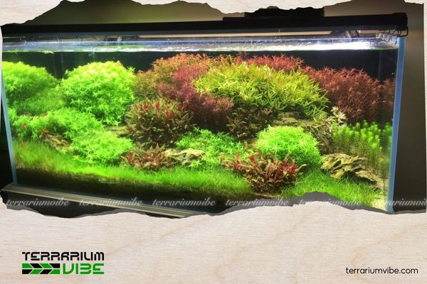 Expert Tips & Key Factors That Affect the 80x40x40 Aquarium Tank Price 3 Một số kinh nghiệp chọn mua hồ 80x40x40