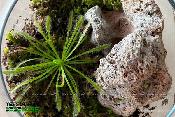 Giá thể đá bọt 4 Cách sử dụng giá thể đá bọt trong làm hồ cạn