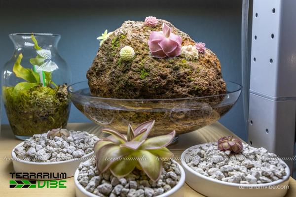 Giá thể đá bọt 5 Cách xử lý giá thể đá bọt trước khi sử dụng làm tiểu cảnh