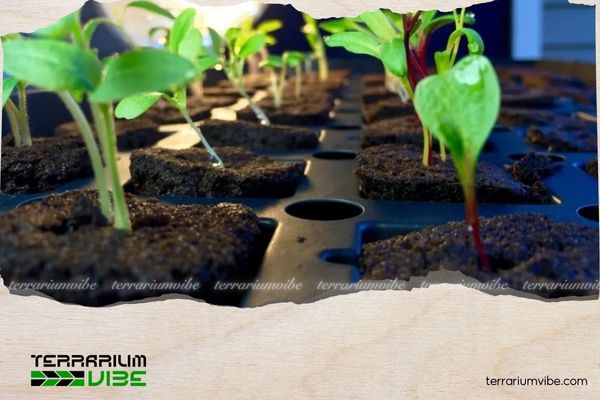What Is Growing Medium? Understanding the Foundation of Modern Plant Cultivation 2 Giá thể được sử dụng để hỗ trợ vật lý cho rễ cây trong thủy canh
