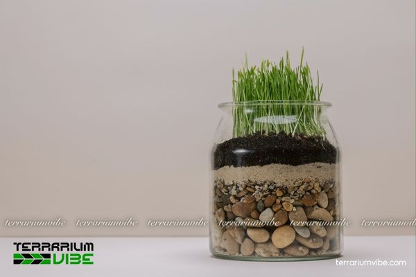Giá thể mụn dừa 4 Cách sử dụng cơ bản giá thể mụn dừa trong làm terrarium