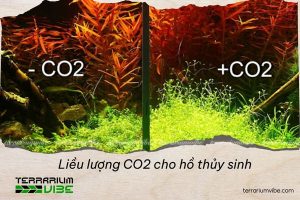Liều lượng CO2 cho hồ thủy sinh