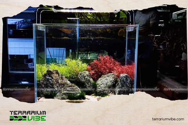 Top mẫu bể thuỷ sinh dưới 1 triệu đẹp, dễ làm và phù hợp cho người mới bắt đầu 3 Mẫu 2