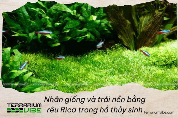 Ricca moss propagation and carpeting: How to grow and care for this aquascaping favorite 1 What makes Ricca moss special