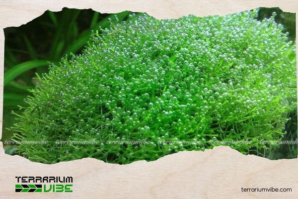 Ricca moss propagation and carpeting: How to grow and care for this aquascaping favorite 4 Common mistakes in Ricca moss propagation and carpeting