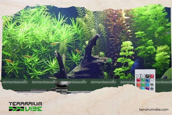 Nhiệt độ trong bể thủy sinh và những điều bạn không nên xem nhẹ 3 Thời tiết và nhiệt độ phòng thay đổi theo mùa