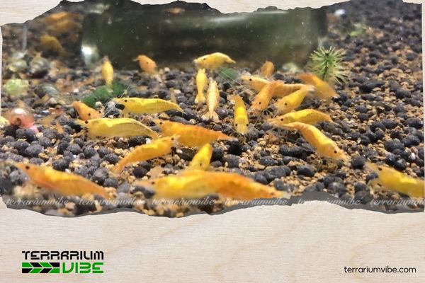 Bỏ túi 5+ kinh nghiệm nuôi tép trong bể thủy sinh người mới cần lưu ý 2 Lựa chọn tép phù hợp cho bể thủy sinh