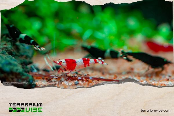 Bỏ túi 5+ kinh nghiệm nuôi tép trong bể thủy sinh người mới cần lưu ý 3 Chế độ dinh dưỡng phù hợp cho tép