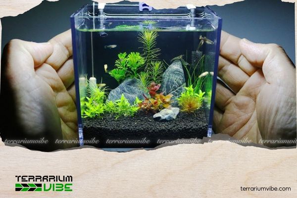 Bỏ túi 5+ kinh nghiệm nuôi tép trong bể thủy sinh người mới cần lưu ý 5 Kích thước bể lý tưởng để nuôi tép