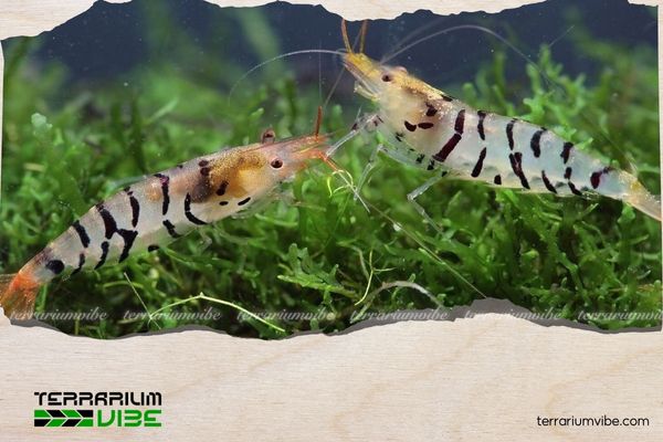 Bỏ túi 5+ kinh nghiệm nuôi tép trong bể thủy sinh người mới cần lưu ý 7 Một số vấn đề thường gặp khi nuôi tép