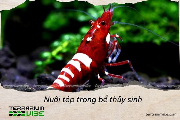 Bỏ túi 5+ kinh nghiệm nuôi tép trong bể thủy sinh người mới cần lưu ý
