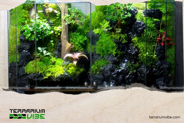 Paludarium là gì? Tìm hiểu hệ sinh thái thu nhỏ kết hợp nước và đất 2 Cấu trúc cơ bản của Paludarium