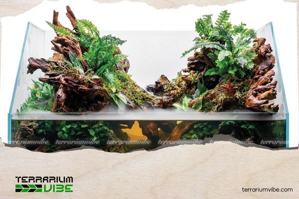 Paludarium là gì? Tìm hiểu hệ sinh thái thu nhỏ kết hợp nước và đất 5 Thực vật trong Paludarium