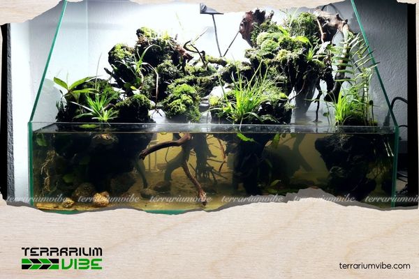 Paludarium là gì? Tìm hiểu hệ sinh thái thu nhỏ kết hợp nước và đất 7 Một số lưu ý khi chăm sóc Paludarium