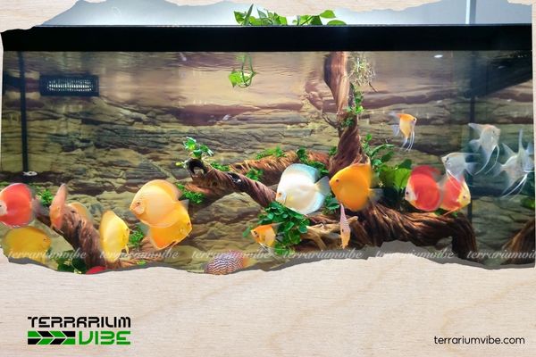 5+ Key Differences Between Fish Tanks and Planted Aquariums You Should Know 3 Hệ thống chiếu sáng sẽ khác nhau