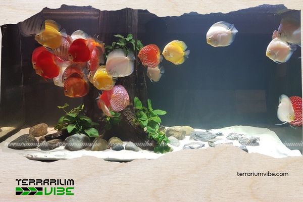 5+ Key Differences Between Fish Tanks and Planted Aquariums You Should Know 4 Phân biệt dựa trên nền và chất liệu đáy