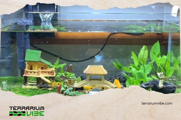 5+ Key Differences Between Fish Tanks and Planted Aquariums You Should Know 5 Dựa trên cách setup hệ thống lọc